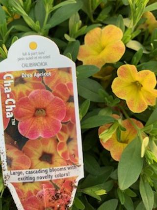 Cha Cha Diva Apricot Calibrachoa Lake s Flower Cabin